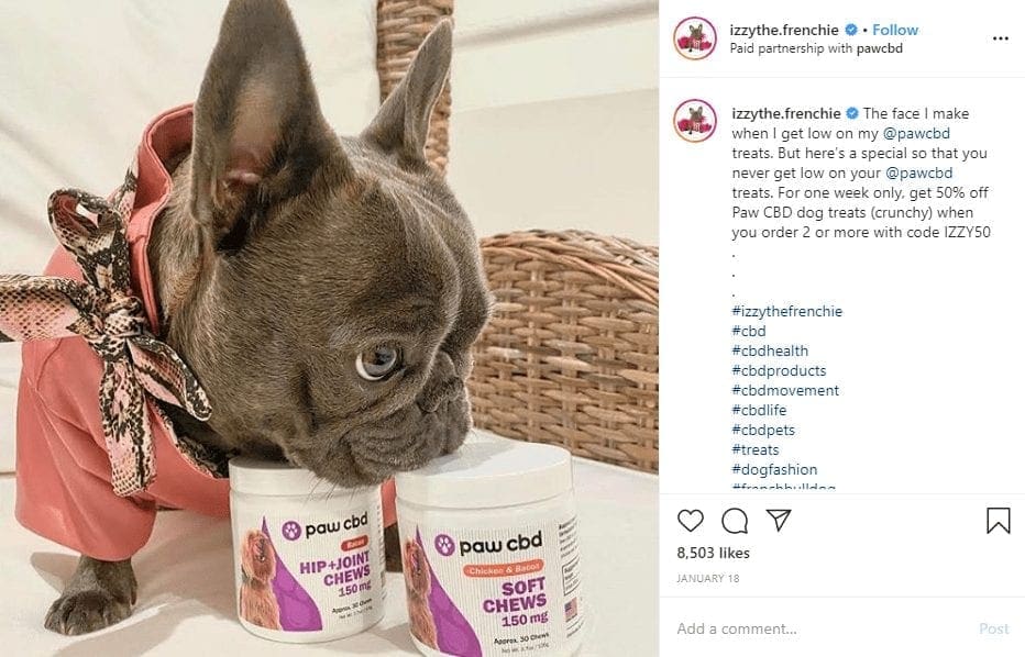 How the pet influencers niche formed