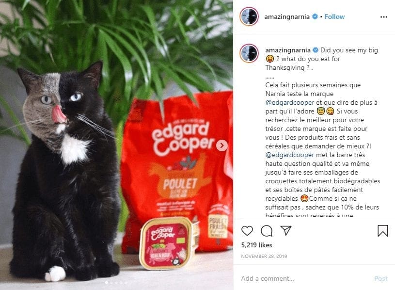 How the pet influencers niche formed