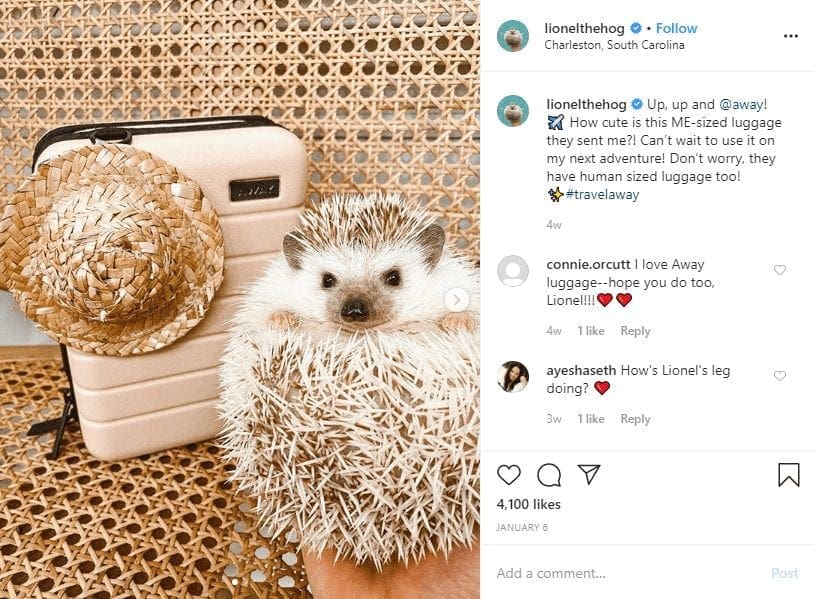Choosing the right pet influencers