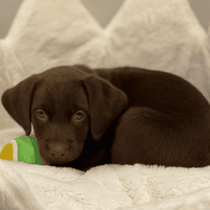 Instagram Profile Picture Of molly_thechocolatelab2021